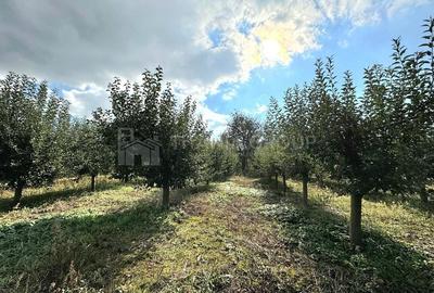 Livada+gradina, teren intravilan 2902mp, Damienesti-Bacau, comision 0 - 3