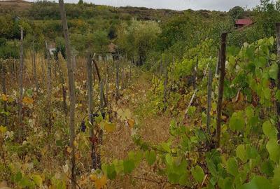 Vind casa in Bals jud.Olt - 4