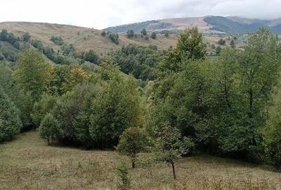 Teren de 9000 mp, în Secăria - 6