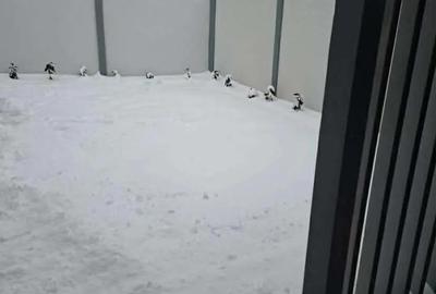 Casa cu 3 camere de vanzare , pe un nivel , Petru Maior , 145.000 euro neg. - 2