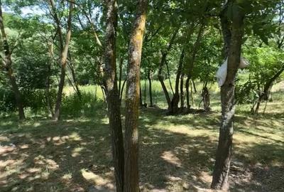 Teren de 4630 mp, în Rădmănești - 5