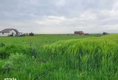 Teren de 9300 mp, în Tărlungeni - 3