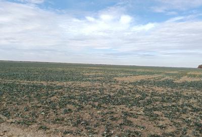 Ferma Agricolă 1.350 Hectare – Grad de Comasare 96–97%, Chișineu Criș, Județul A - 13