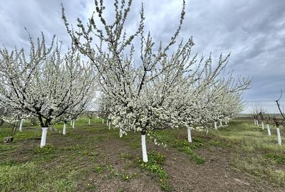 Livada+gradina, teren intravilan 2902mp, Damienesti-Bacau, comision 0 - 2