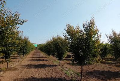 Proprietar vand sau schimb livada - 2