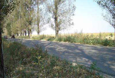 Teren Extravilan langa padure, Gruiu, Snagov - 4