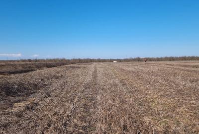 Teren agricol intravilan de 10000 mp, în Snagov - 9