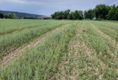 Teren de 4900 mp, în Boldești - 6