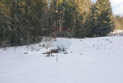 Oportunitate de investitie ! Teren intravilan, 19086 mp, Poiana Brasov - 10