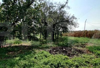 Casa mare cu gospodarie completa Belin?, jude?ul Timi? teren 4.900 mp - 15