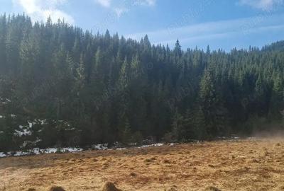 Teren de 40000 mp, în Poiana Horea - 3