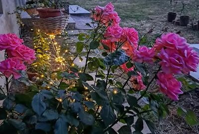 Casa cu teren 2700 mp la 22 km de Oradea - 9