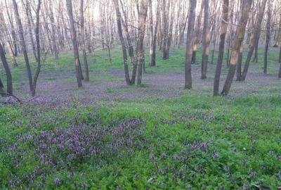 Teren în Pădurișu - 2