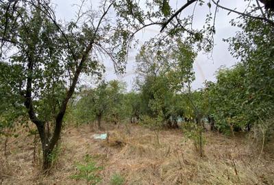 Teren 3000mp intravilan in Mavrodolu, AG - 3