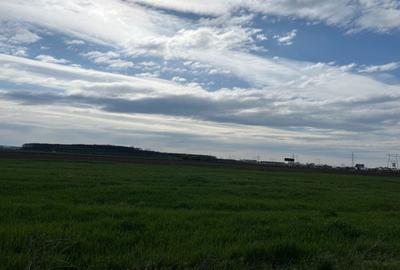 Teren Construcții intravilan de 19680 mp, în Dragomirești-Deal - 2