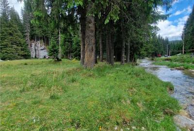 Teren de 6000 mp, în Dobrești - 5