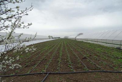 Casă cu Teren 2930 Mp în Giuvărăști - 9