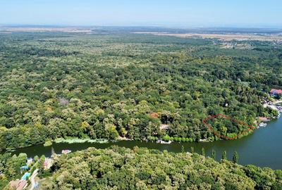 Teren 4800mp | Padurea Snagov | Deschidere larga la Lacul Snagov | Investitie - 7