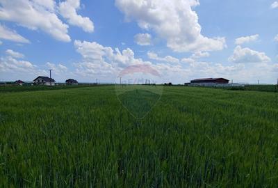 Teren intravilan 6,600mp Dumbraveni / Strada Principala spre Veresti - 15