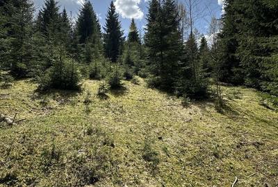 Teren de 6651 mp, în Vatra Dornei - 3