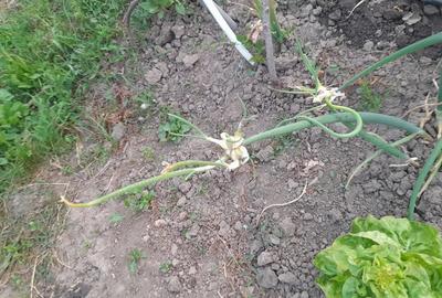 Teren (curte ingradita)de inchiriat 1200mp Cristian - 6