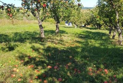 Teren de 6200 mp, în Dumitra - 3