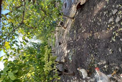 Vand casa Draganesti Jud Gala?i , 160m, teren 1750m cu livada de pruni ?i alte specii . - 12