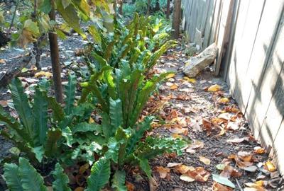 Casa ?i teren zona ultracentrala - 2