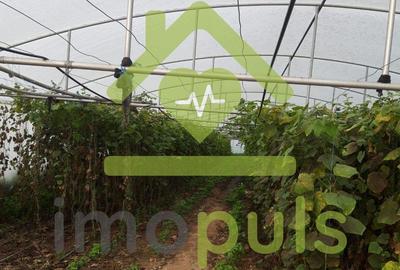 ? Teren intravilan in Jupani (Timis), 10,19 Euro/mp.? - 13