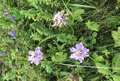 Casă cu 7 camere cu Teren 300 Mp în Breaza - 1