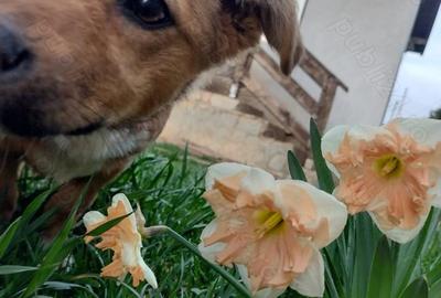 Casă cu Teren 535 Mp în Mușcel - 2