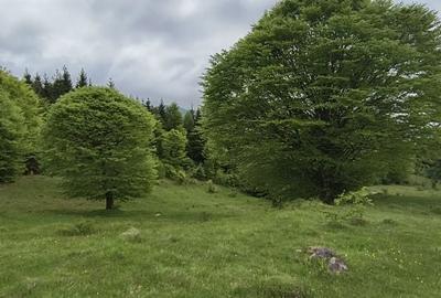 Spațiu comercial, în Mlăceni - 1