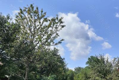 Casă cu 3 camere cu Teren 110 Mp în Bistra Mureșului - 9