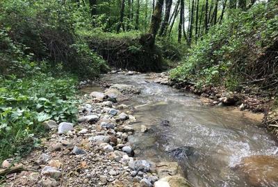 Teren Zona Turistica Transalpina - Pestera Muierilor 9.746 mp - 1
