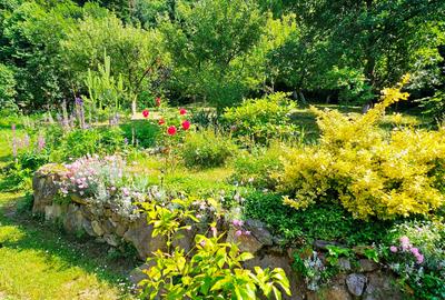 Vila P+1+5600 mp teren, proprietate de 5 km de oras - 3