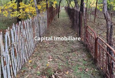 Casa Baicoi 120mp. Valea Stelii - 11