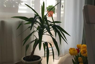 Garsonieră semidecomandată în Central - 6