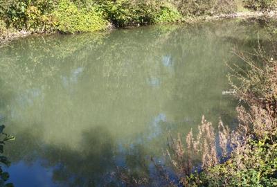 Teren imprejmuit cu iaz indiguit, 7200mp, Fratautii Vechi, R - 6