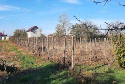 Teren de 1500 mp, în Vânători