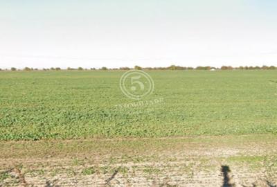 Braila- Teren Intravilan de Vanzare- 6667 mp - 5