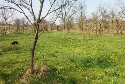 Teren de 2219 mp, în Lăpugiu de Jos - 7