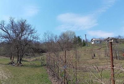 Casă cu Teren 6772 Mp în Ursoaia - 6