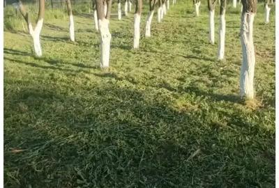 Casă cu 3 camere în Mihăești - 12