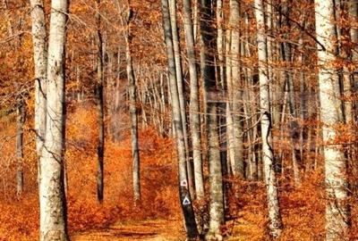 Teren de 2840000 mp, în Iosefin