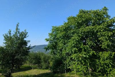 Casă cu 6 camere cu Teren 23000 Mp în Horodiștea - 4