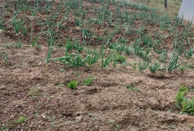 Casă în Recaș - 3