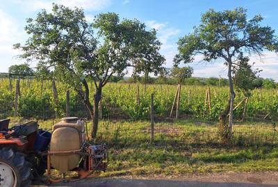 Spațiu comercial, în Valea Largă - 7