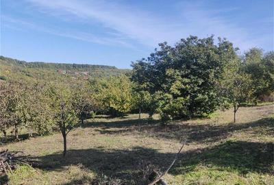 Teren de 1500 mp, în Podgoria - 10