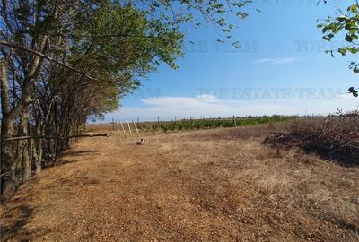 Teren intravilan agricol si teren curti constructii Lot 2 Parcela A326/49