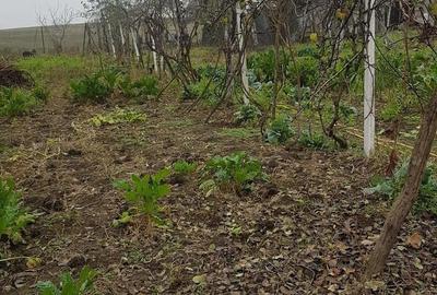 Casă cu 3 camere cu Teren 1500 Mp în Fibiș - 3